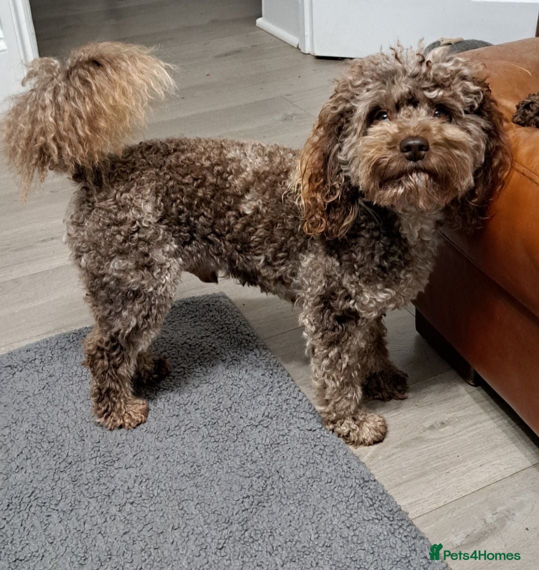 Cockapoo dogs Cockapoo stud F1b chocolate merle, health tested  - Advert 8