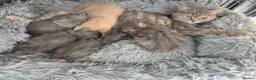 British Shorthair cats for sale: british shorthair & longhair - Advert 6