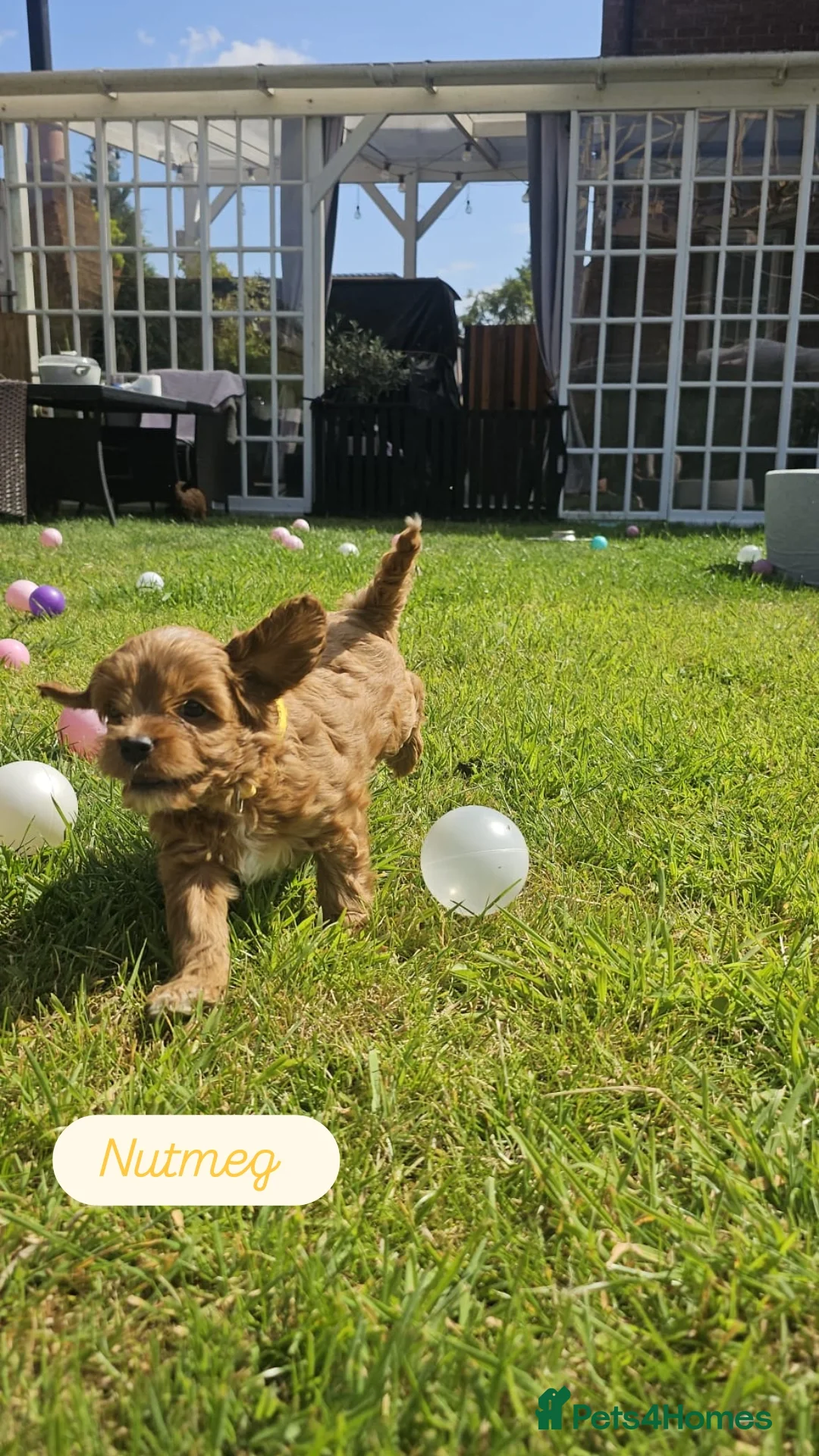 Cavapoo dogs Cavapoo puppies (toy)DNA CLEAR - Advert 2