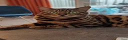 Bengal cats for sale: Stunning Bengal kittens for sale - Advert 8