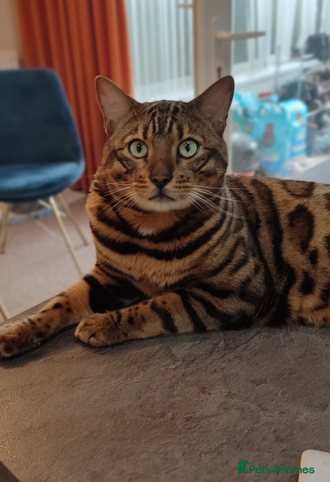 Bengal cats for sale: Stunning Bengal kittens for sale - Advert 8