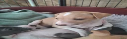 Italian Greyhound dogs for sale: Super cute KC Registered Italian greyhounds  - Advert 10