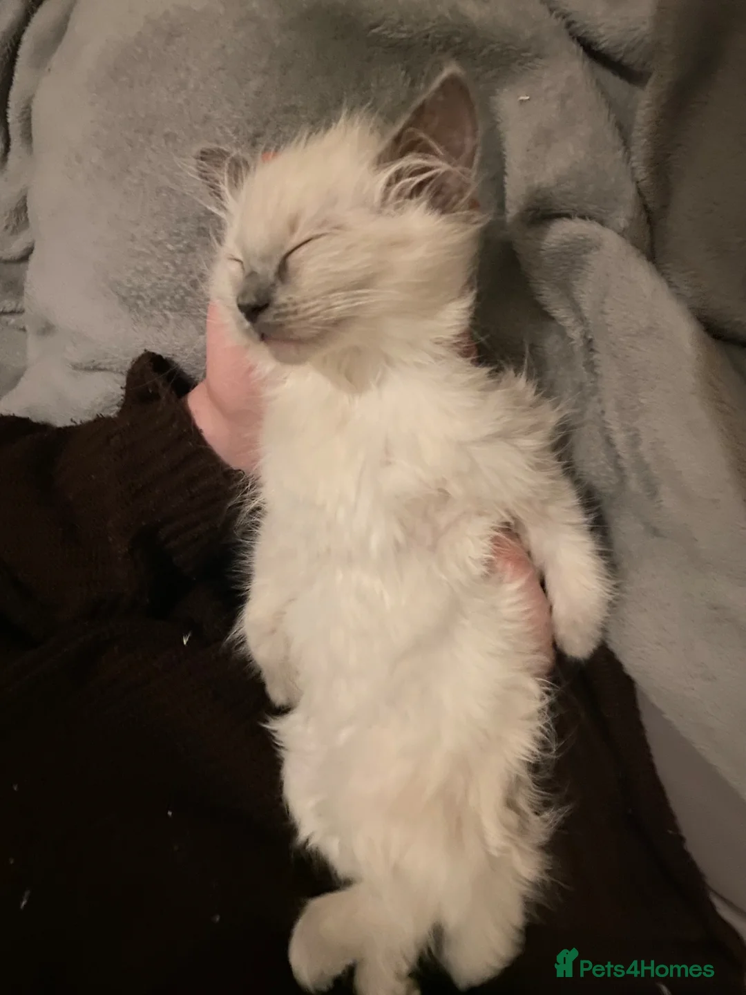 Ragdoll cats for sale: Female Ragdoll Kitten - Advert 7