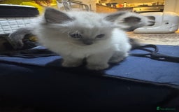 Ragdoll cats for sale: Pure Ragdoll Kittens – 8 Weeks Old–Ready in 2 Days - Advert 9