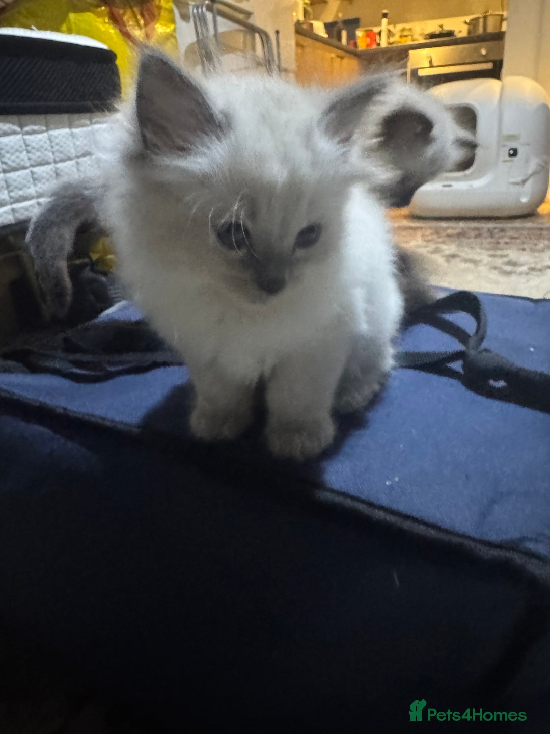 Ragdoll cats for sale: Pure Ragdoll Kittens – 8 Weeks Old–Ready in 2 Days - Advert 9