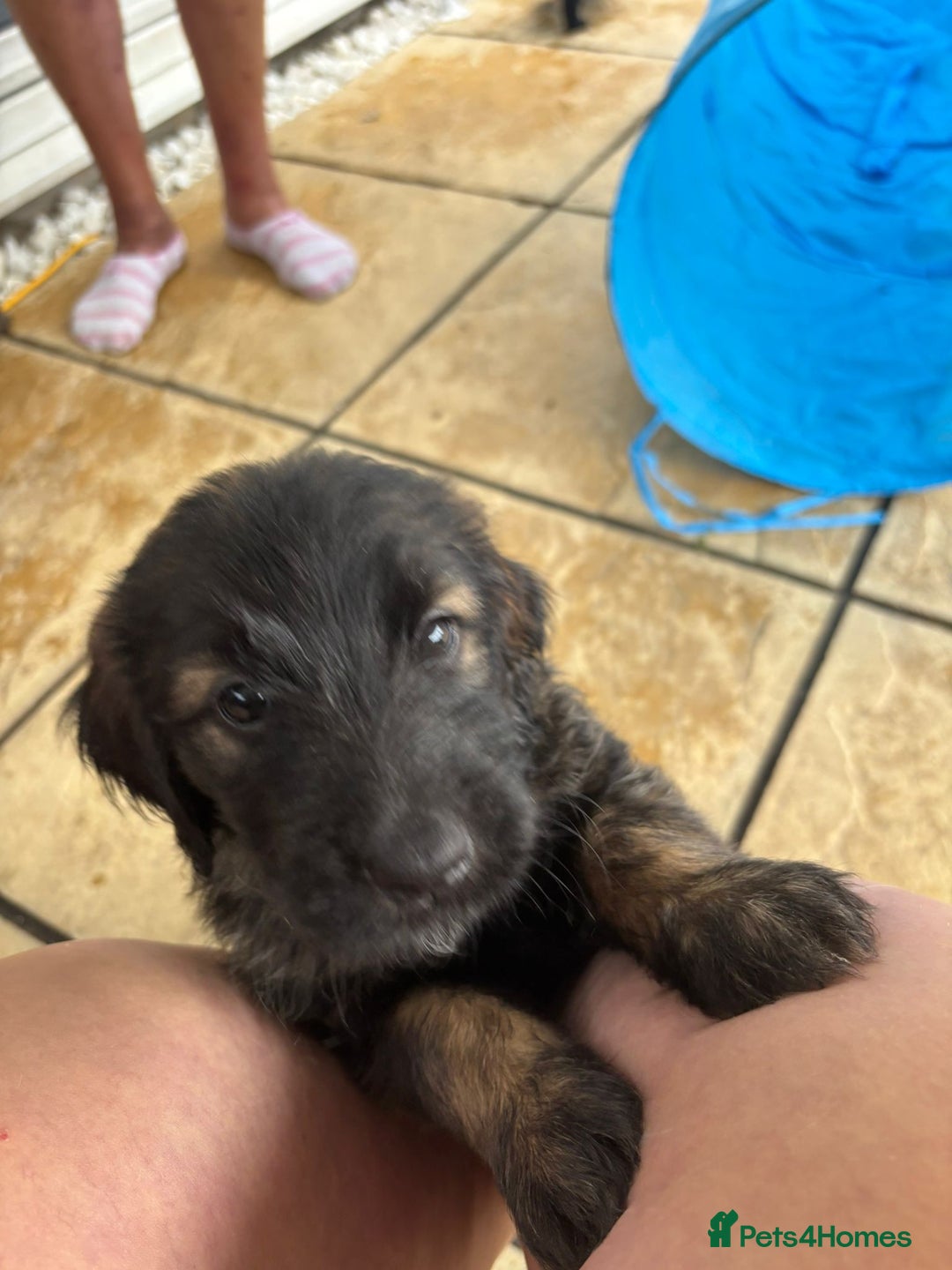 Goldendoodle dogs for sale: MultiGen Goldendoodles  - Image 13