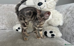 Bengal cats for sale: Adorable Female Blue Bengal Kitten TICA REG - Image 1