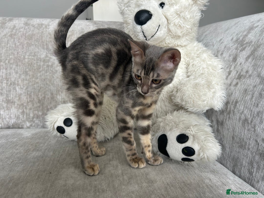 Bengal cats for sale: Adorable Female Blue Bengal Kitten TICA REG - Image 1