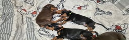 Dobermann dogs for sale: Dobermanns for Sale - Advert 6
