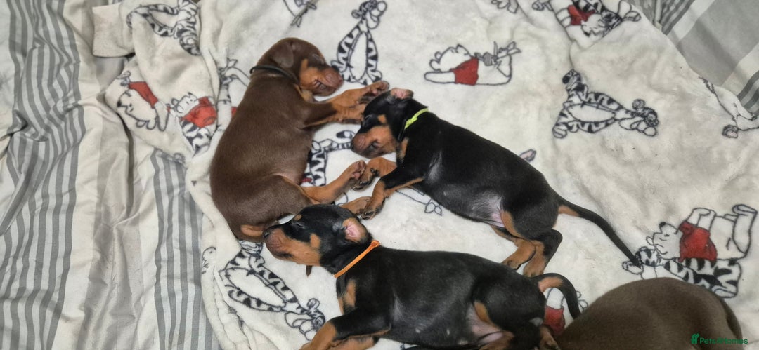 Dobermann dogs for sale: Dobermanns for Sale - Advert 6