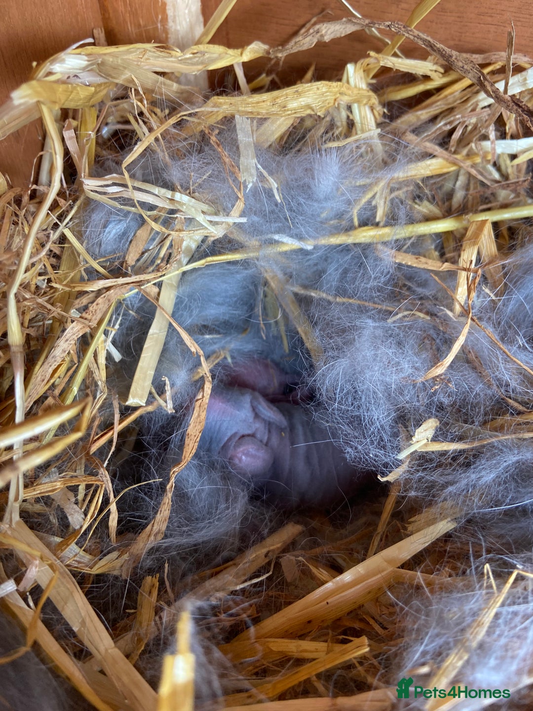 Mini Lop rabbits for sale: 🩶pure MINI lop🩶 - Image 4
