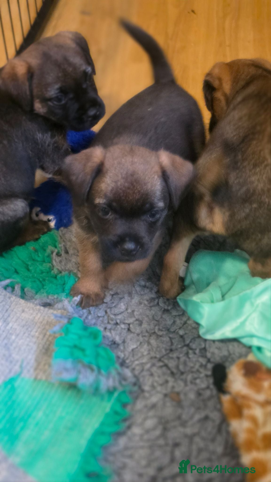 Border Terrier dogs Superb quality border terriers - Advert 1