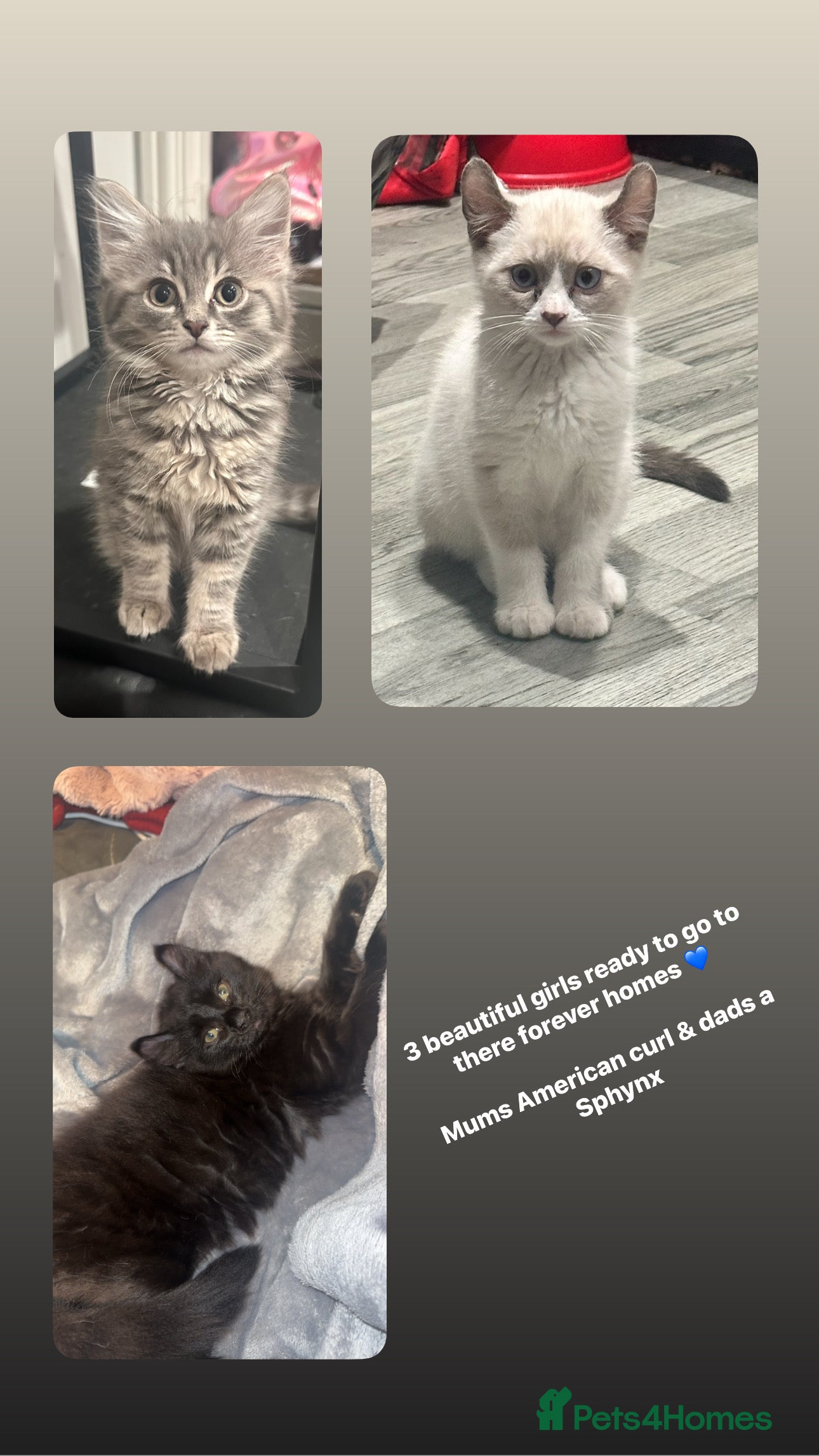 Mixed Breed cats Loving kittens ready to go💙 price has been lowere - Advert 4