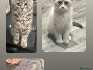 Mixed Breed cats Loving kittens ready to go💙 price has been lowere - Advert 4