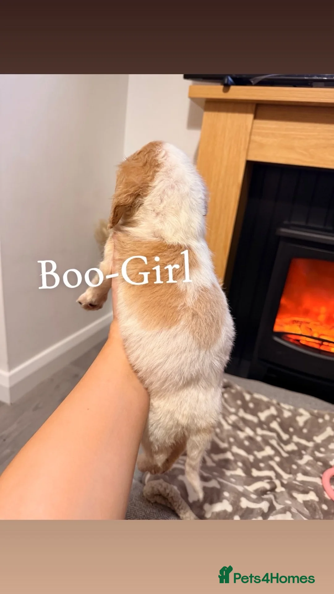 Cocker Spaniel dogs for sale: Cocker spaniel in Omagh - Advert 3