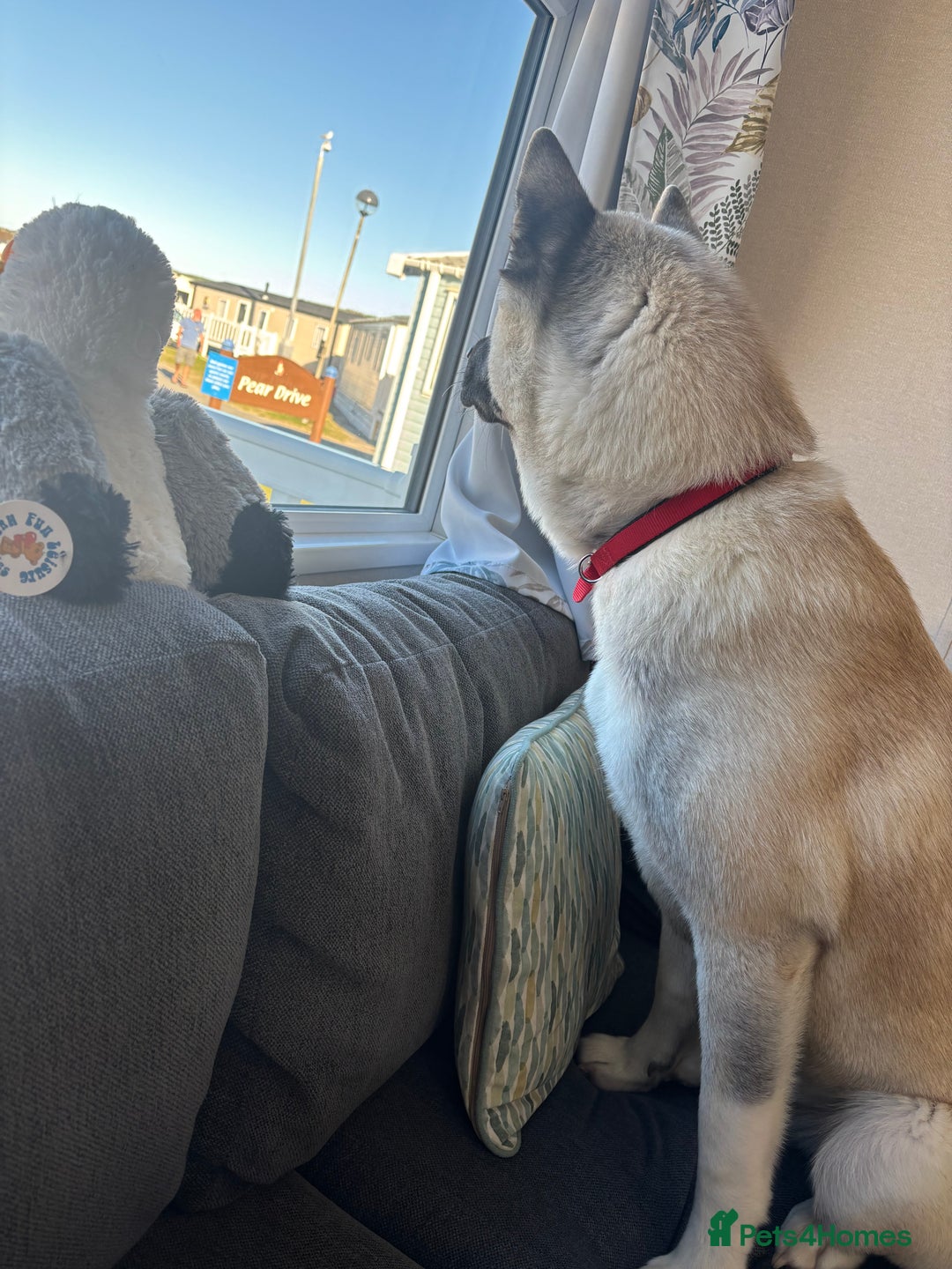 Mixed Breed dogs for sale: King needs a home  - Advert 6