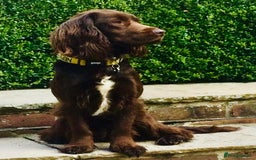 Sprocker dogs for stud: Sprocker Stud - Image 3