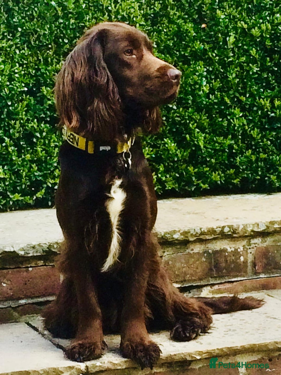 Sprocker dogs for stud: Sprocker Stud - Image 3