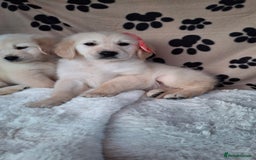 Golden Retriever dogs for sale: Kc, health tested, show type, golden retrievers. - Advert 24