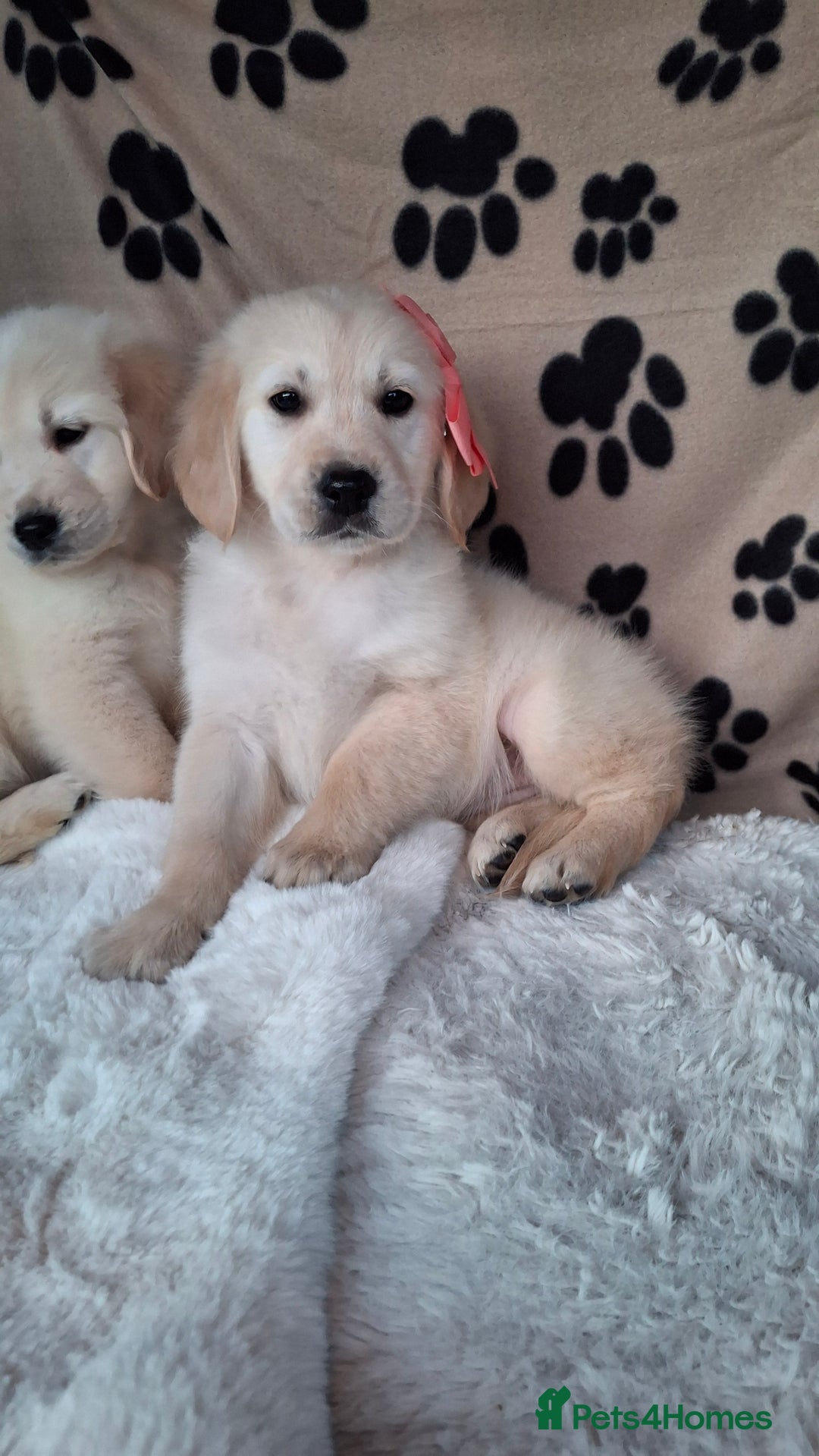 Golden Retriever dogs for sale: Kc, health tested, show type, golden retrievers. - Advert 24