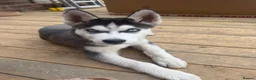 Siberian Husky dogs for sale: Stunning Siberian Husky Male Puppy in Walsall - Advert 3