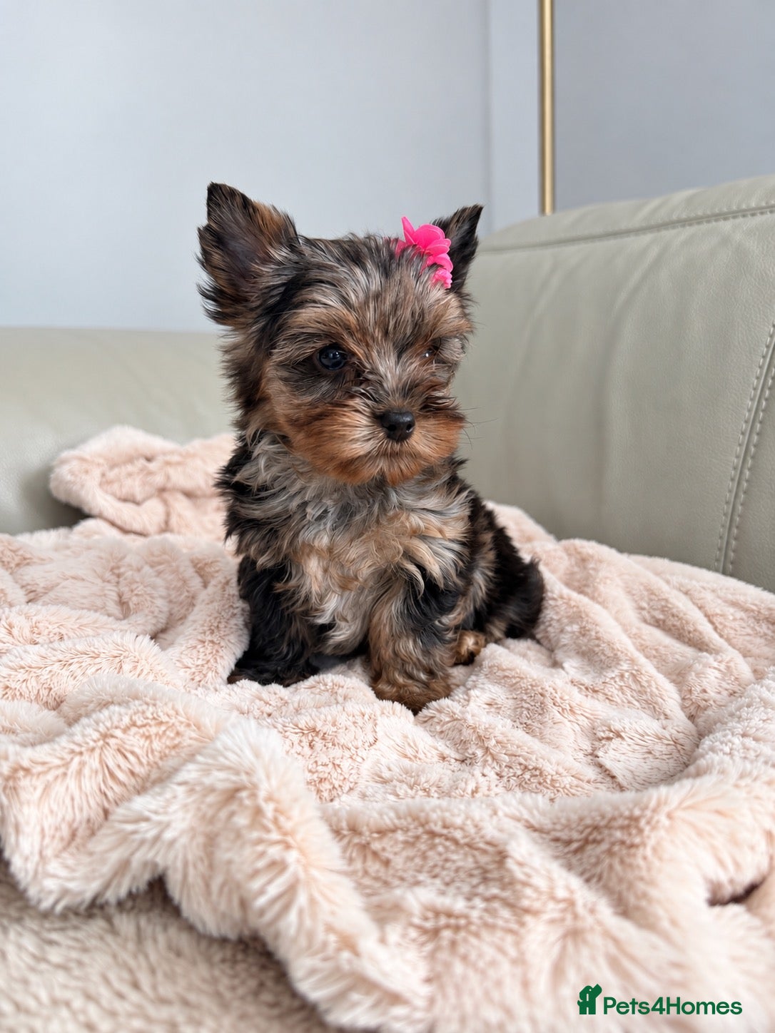 Yorkshire Terrier dogs Yorkshire terrier Merle 800g mini  - Advert 12