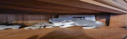 British Shorthair cats for sale: British shorthair kittens for sale.  - Advert 6