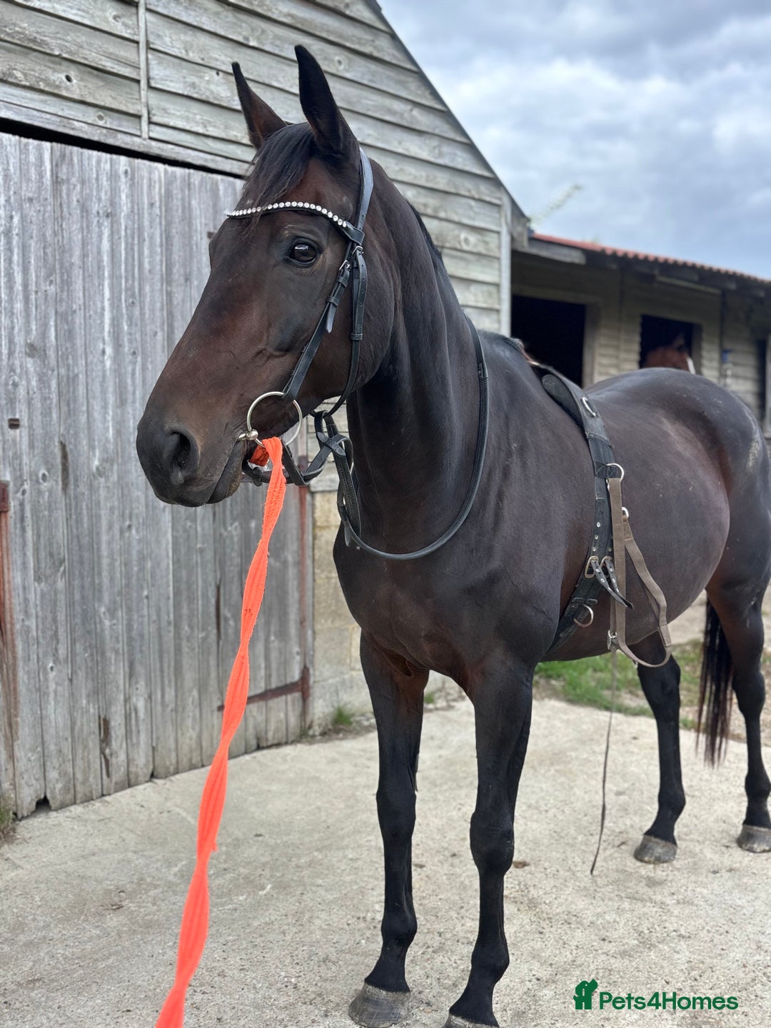 English Thoroughbred horses for sale: A big girl with huge heart to go far - Image 7