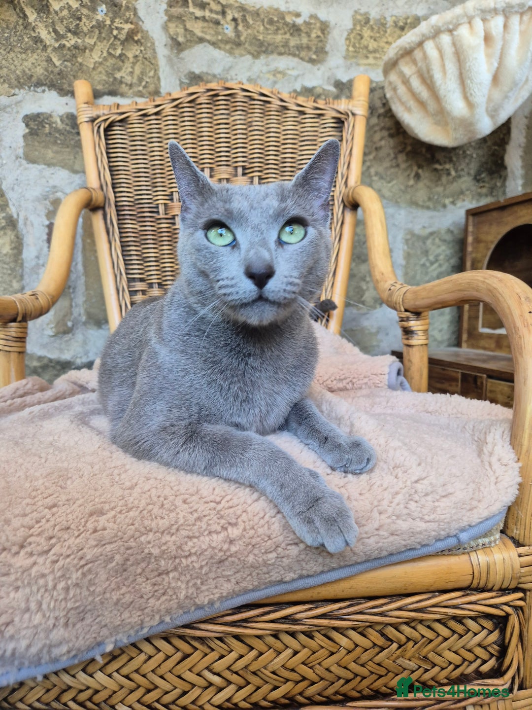 Russian Blue cats for sale: TICA pedigree russian blue adult sisters - Image 5