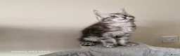 Maine Coon cats for sale: Licensed breeder-maine coon kittens - Advert 8