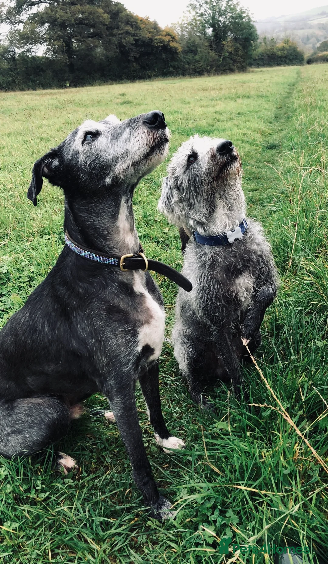 Bedlington Terrier dogs for stud: 3/4 Bedlington 1/4 Whippet Stunning boy for stud - Advert 9