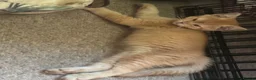 British Shorthair cats for sale: GCCF Registered BSH Kittens Golden & Red READY🌟 - Advert 2