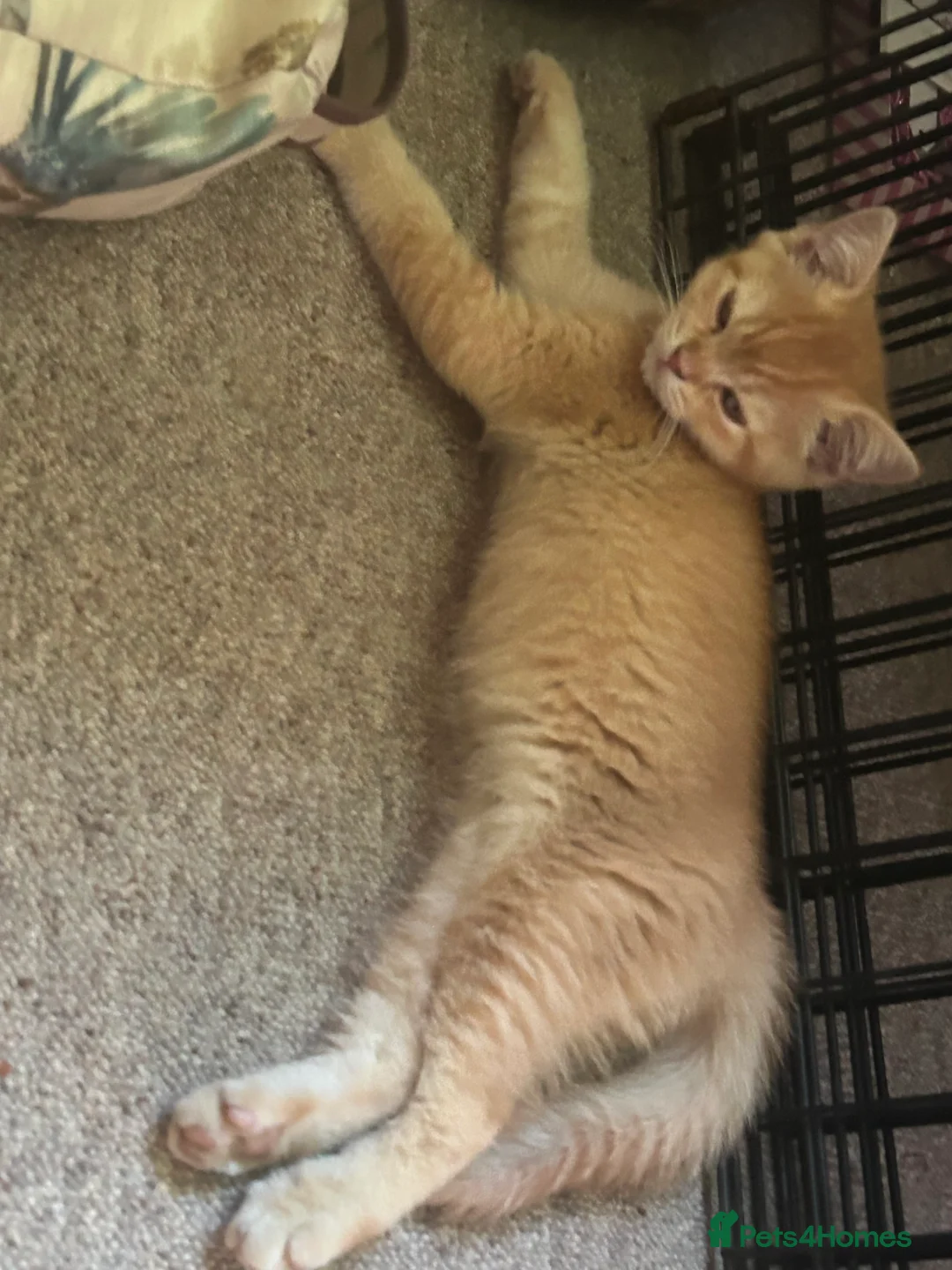 British Shorthair cats for sale: GCCF Registered BSH Kittens Golden & Red READY🌟 - Advert 2
