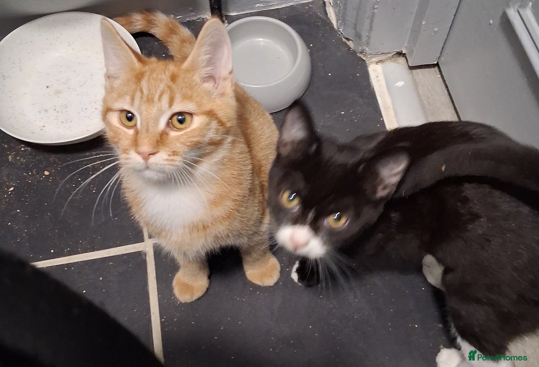 Mixed Breed cats for sale: Bonded pair of kittens  - Image 2