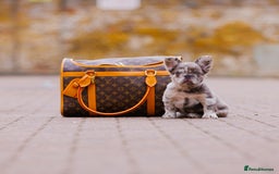 French Bulldog dogs for sale: Top girls ready to leave  - Image 7