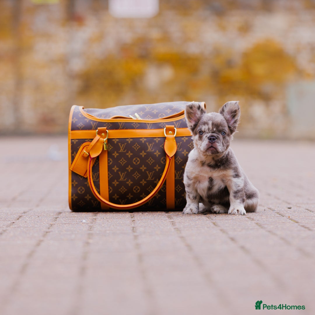 French Bulldog dogs for sale: Top girls ready to leave  - Image 7