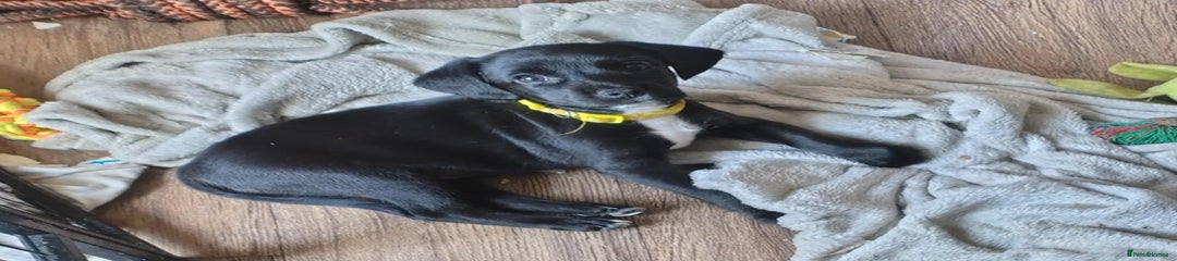 Mixed Breed Puppy 5 yellow 