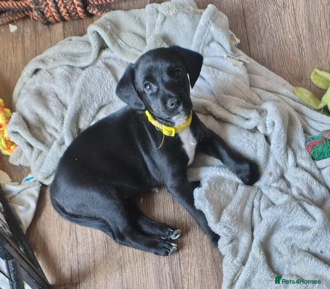 Mixed Breed dogs for sale: READY!! Sprocker jack pups + free bag in Hereford - Image 31