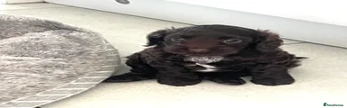 Cockapoo 1