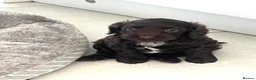 Cockapoo dogs for sale: Two adorable girl toy cockapoos - Advert 6