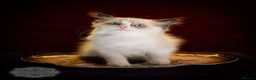 Ragdoll cats for sale: Ragdoll Bicolor Kitten Boy LRCA TICA - Advert 7