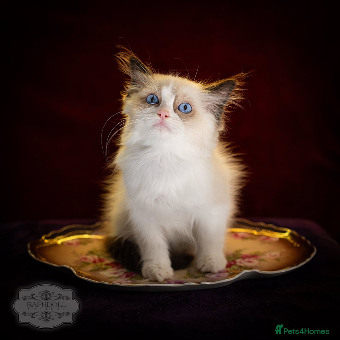 Ragdoll cats for sale: Ragdoll Bicolor Kitten Boy LRCA TICA - Advert 7
