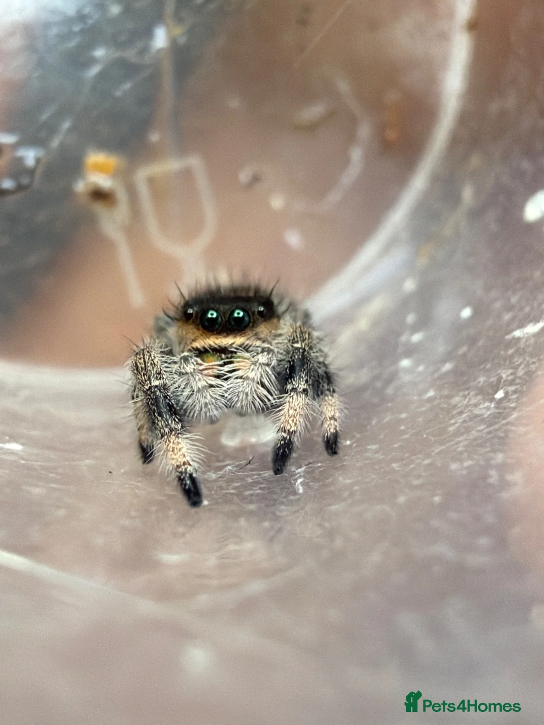 Spiders invertebrates for sale: Beautiful female phidippus regius Soroa - Advert 1