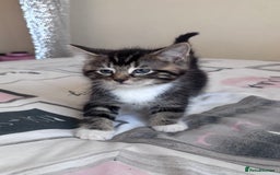 Ragdoll cats for sale: Ragdoll Cross Maine Coon Kitten - Image 14