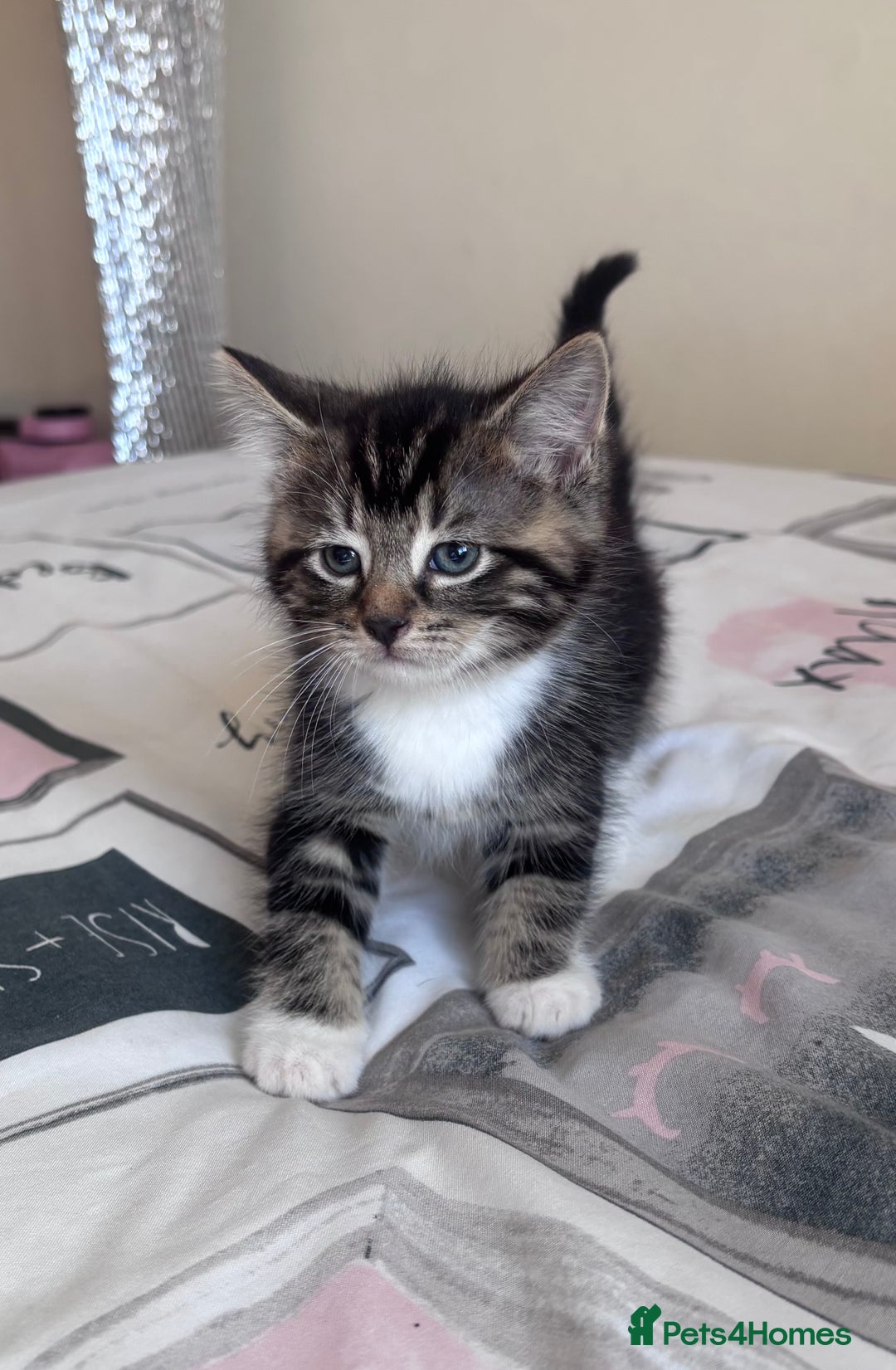 Ragdoll cats for sale: Ragdoll Cross Maine Coon Kitten - Image 14