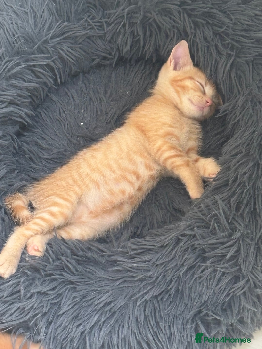 Domestic Shorthair cats for sale: 2 male kittens  - Image 5