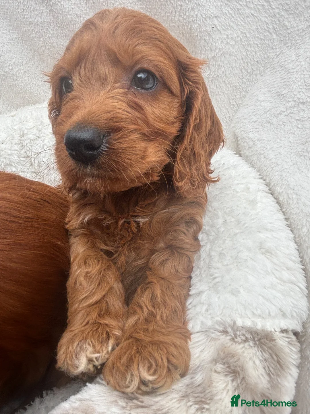 Cavapoo dogs for sale: Cavapoo puppies - Advert 40