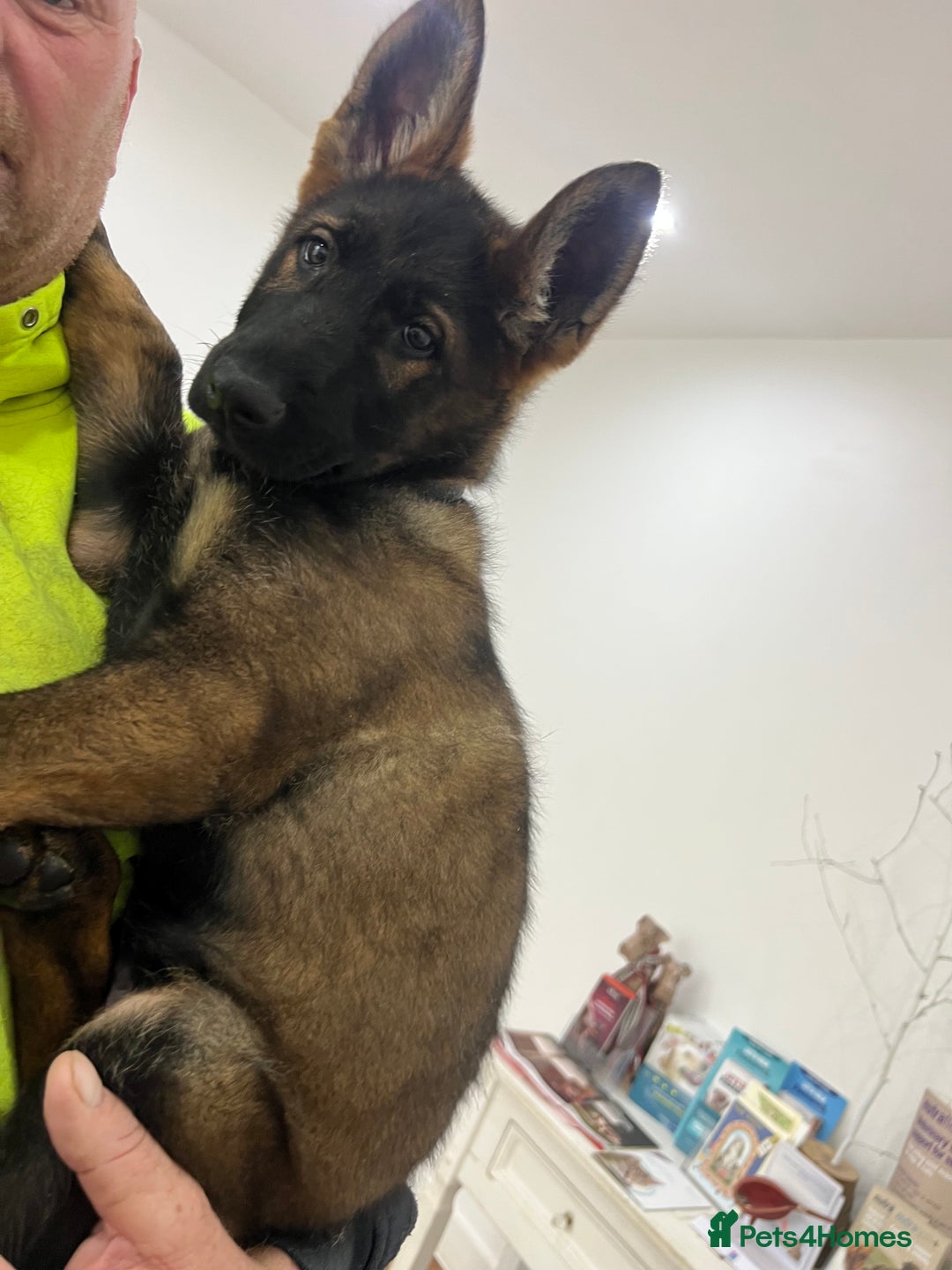 German Shepherd dogs for sale: Czechoslovakian German shepherd working line - Advert 4