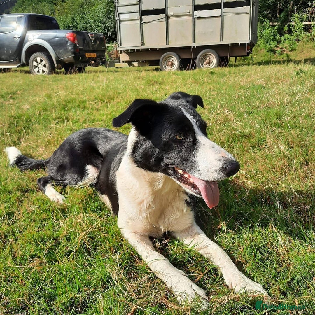 Border Collie dogs for sale: 3 male border collie puppies - Image 5