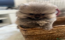 Pomeranian dogs for sale: Pomeranian 2 boy and 1 girl for sale KC reg - Image 9
